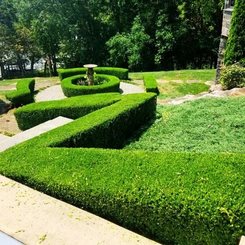 custom bush and hedge landscapers